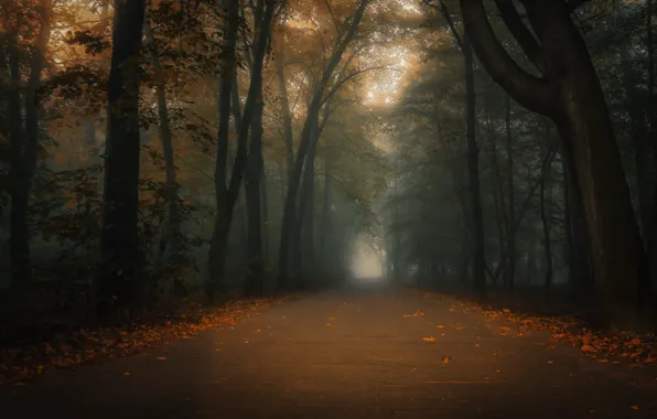 Картинка осень, город, туман