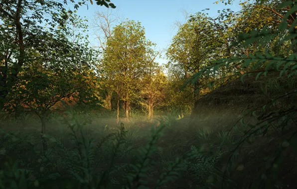 Лес, лето, поляна, растительность, Into the Woods
