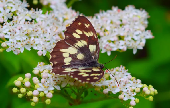 Картинка Макро, Весна, Бабочка, Spring, Цветение, Macro, Butterfly, Flowering