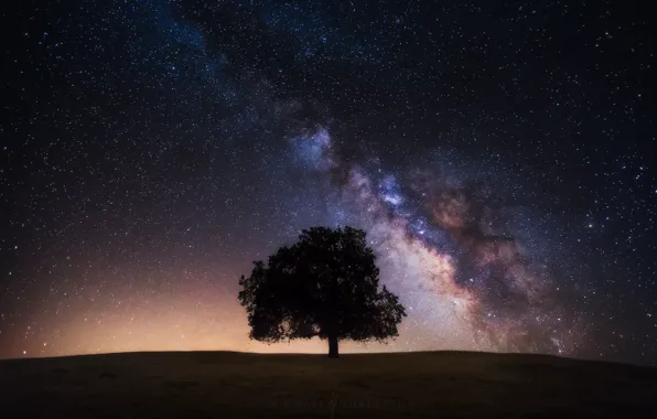 Картинка поле, небо, звезды, ночь, дерево, млечный путь