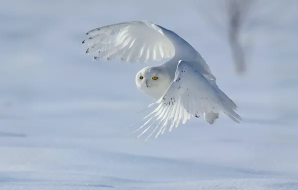 Картинка зима, снег, птица, полярная сова, белая сова, Nyctea scandiaca, Bubo scandiacus
