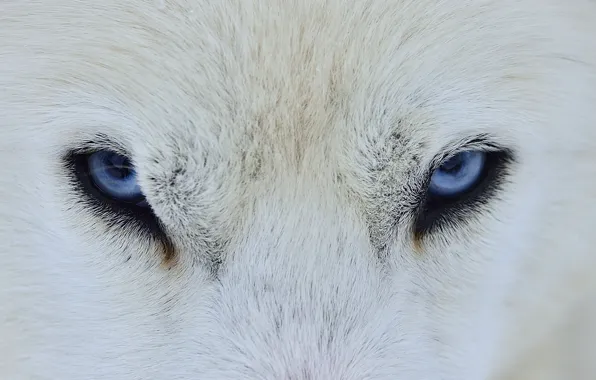 Картинка глаза, волк, собака, шерсть