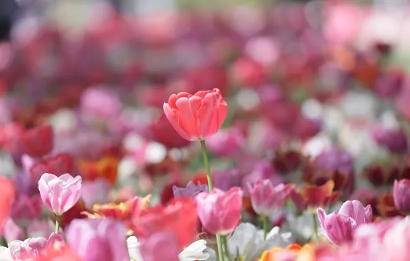 Цветы, весна, тюльпаны