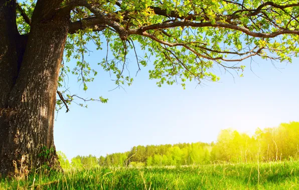 Зелень, лето, солнце, природа, дерево, листва, Under the tree