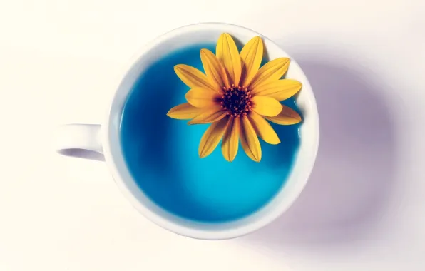 Картинка цветок, вода, желтый, чашка, белый фон
