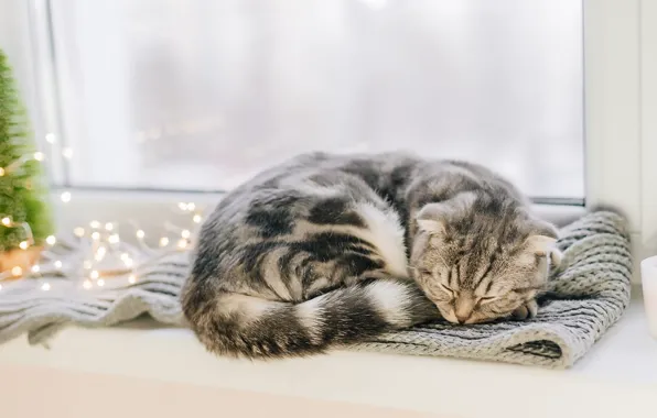 Зима, кошка, кот, серый, сон, рождество, шарф, окно