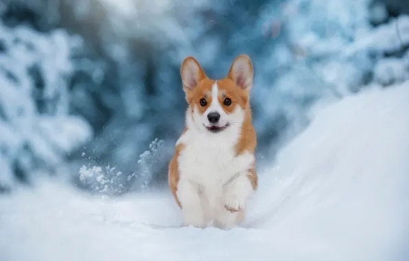 Зима, снег, собака, щенок, прогулка, пёсик, Вельш-корги, Anna Oris