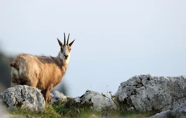 Трава, камни, Chamois, чёрный козёл, Серна