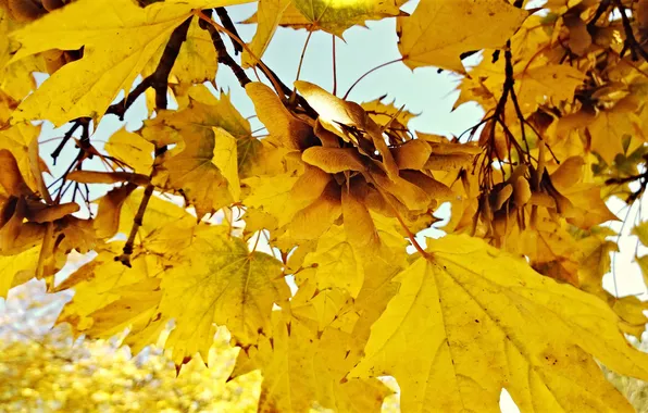 Лист, Осень, Обои Осень, hddraw