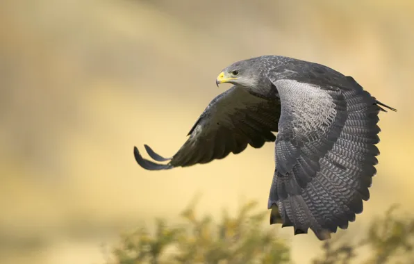 Картинка полет, орел, крылья, Argentina, Black-Chested Buzzard Eagle