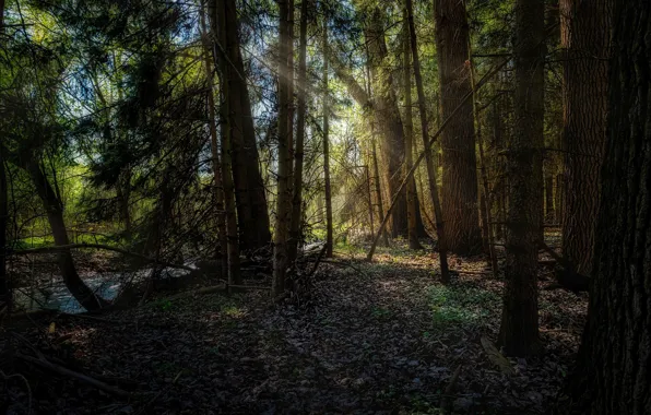 Лес, ручей, Германия, солнечный свет