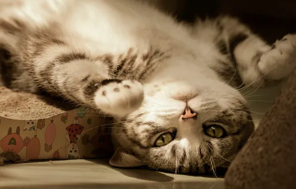 Кошка, кот, взгляд, свет, поза, лапы, лежит, мордашка
