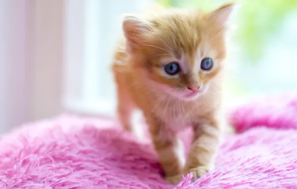 Картинка кот, котенок, рыжий, миленько, пушыстик, малец