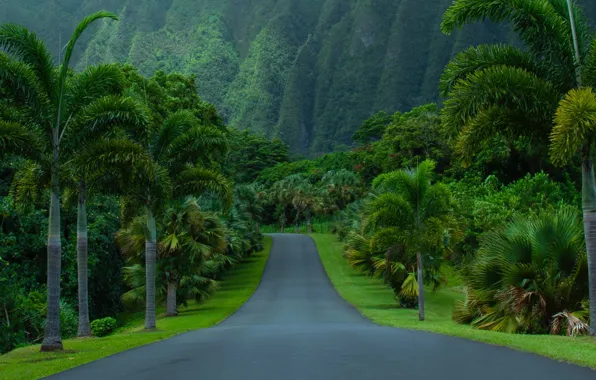 Картинка дорога, асфальт, горы, природа, пальмы