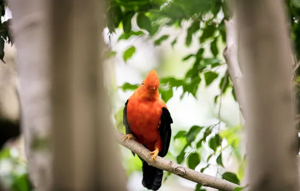 Природа, фон, птица