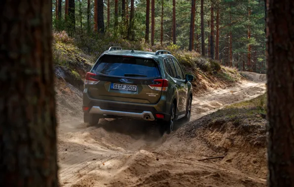 Картинка лес, деревья, Subaru, кроссовер, Forester, 2019