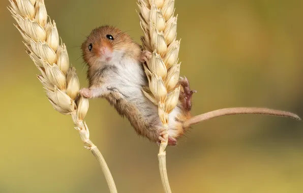 Картинка animals, mouse, ears of corn