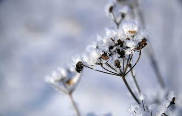 Картинка зима, белый, трава, снег, природа, мороз