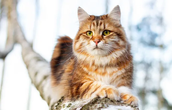 Кошка, кот, взгляд, поза, дерево, рыжий, мордашка, светлый фон