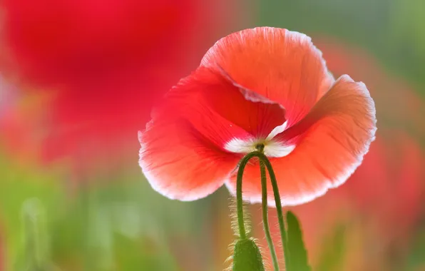 Картинка макро, цветы, красный, зеленый, мак, лепестки, бутоны, боке