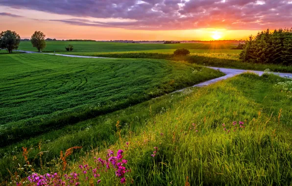 Картинка поле, небо, трава, солнце, закат, тучи, вечер, луг
