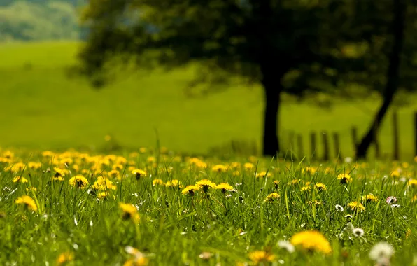 Картинка лето, трава, цветы, одуванчики, боке