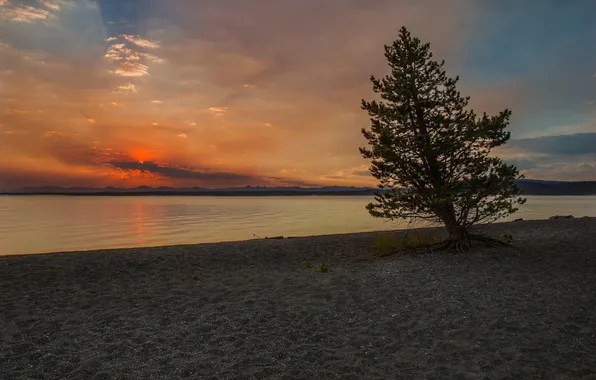 Деревья, природа, озеро, берег