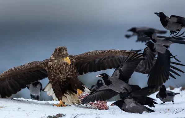 Природа, птица, еда