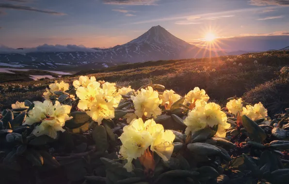 Картинка солнце, лучи, пейзаж, цветы, горы, природа, утро, вулкан