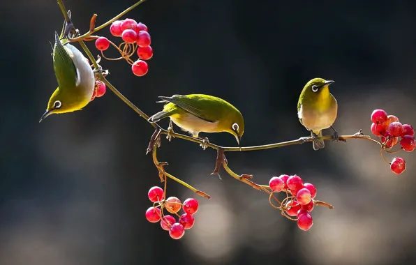 Птицы, ягоды, ветка, японские белоглазки