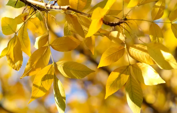 Осень, листья, ветка