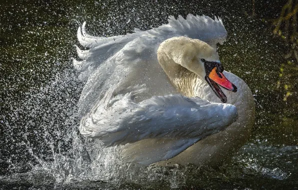 Брызги, лебеди, splashes, Swan, шипун, mute