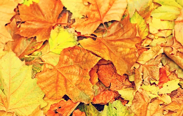 Картинка осень, листья, желтый