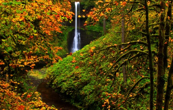Картинка осень, лес, деревья, водопад, США, Silver Falls State Park