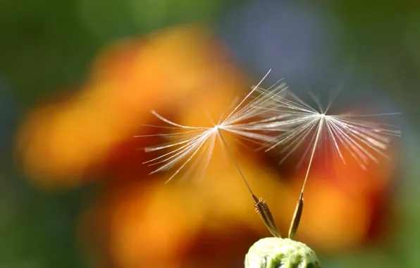 Flower, nature, beautiful, scene
