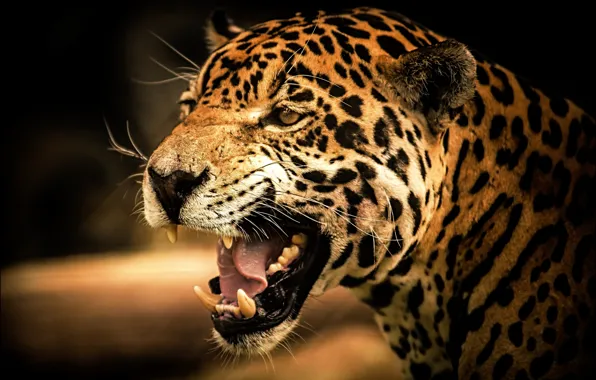 Картинка кошка, взгляд, Jaguar, хищник, ягуар, cat, дикая, view
