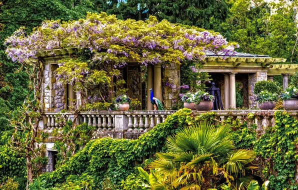 Зелень, деревья, цветы, парк, Канада, Ванкувер, British Columbia, кусты