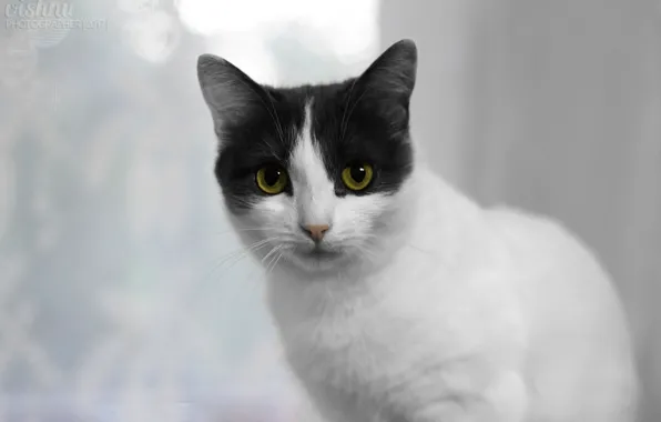 Кошка, взгляд, котенок, котэ, кошечка, бело-серая, беспородная кошка, бело-серая кошка