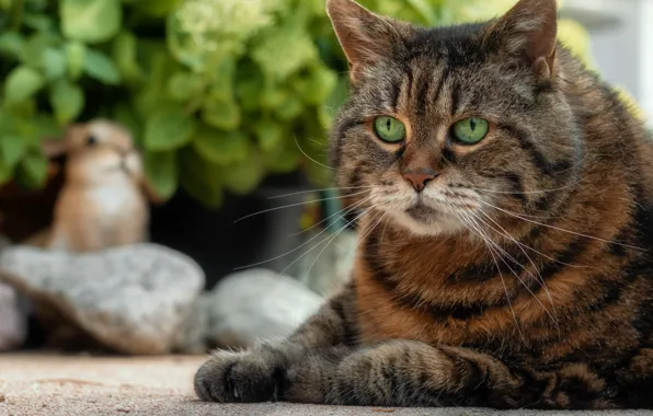 Кошка, кот, взгляд, морда, поза, камни, серый, куст