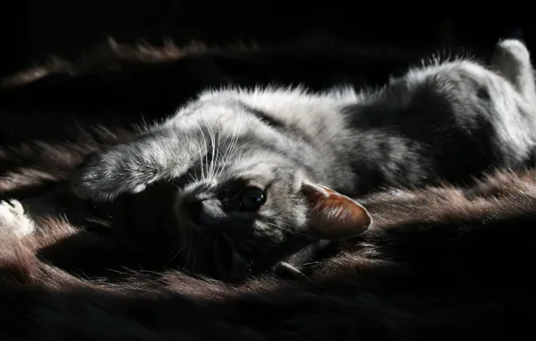 Картинка кошка, взгляд, свет, мех, зверёк, питомец