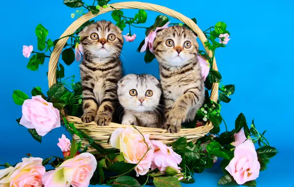 Кошка, взгляд, поза, котенок, котята, мордашка, корзинка