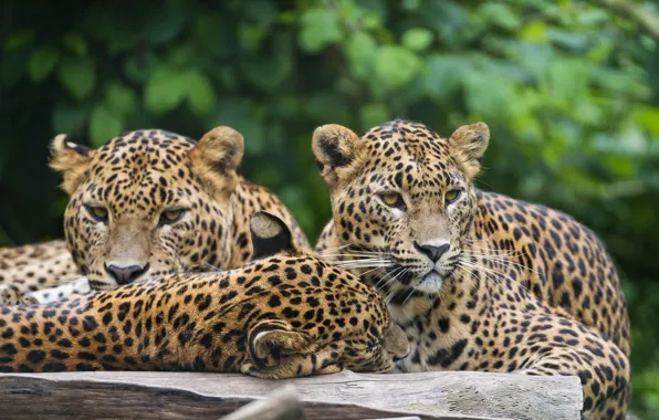 Кошки, леопарды, троица, ©Tambako The Jaguar