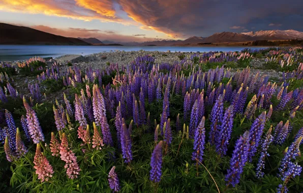 Картинка поле, небо, закат, цветы, природа, озеро, вечер, Новая Зеландия