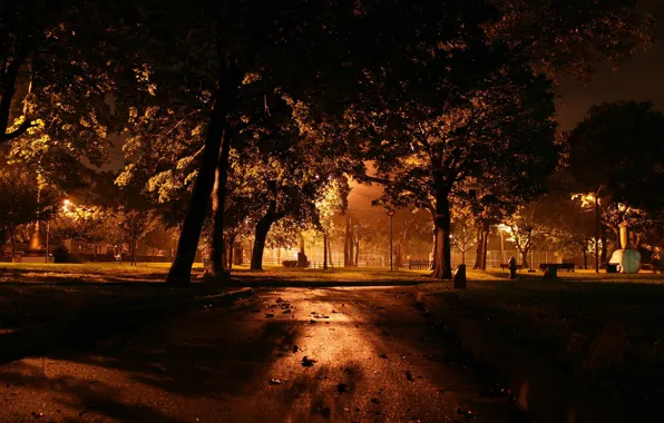 Деревья, Ночь, фонари