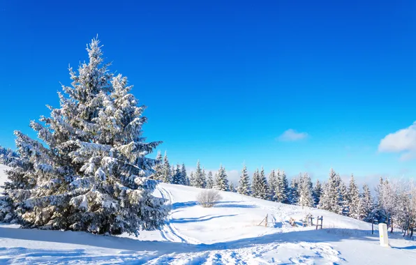 Зима, лес, снег, горы, елка, Sky, Winter, Snow