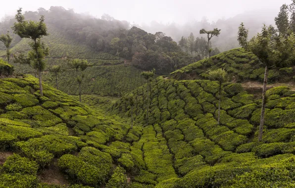 Деревья, горы, туман, чай, Индия, плантация, Керала, Идукки