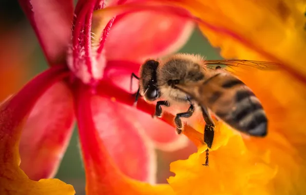 Картинка цветок, макро, пчела, лепестки, насекомое