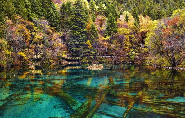 Осень, лес, деревья, природа, озеро