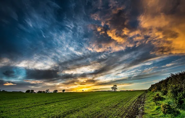 Поле, небо, утро