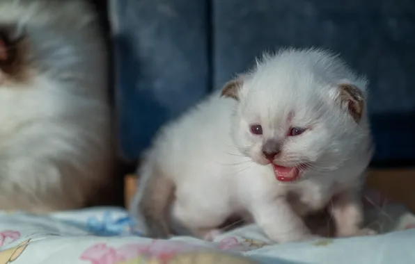 Кошка, белый, взгляд, поза, котенок, малыш, мордочка, милота